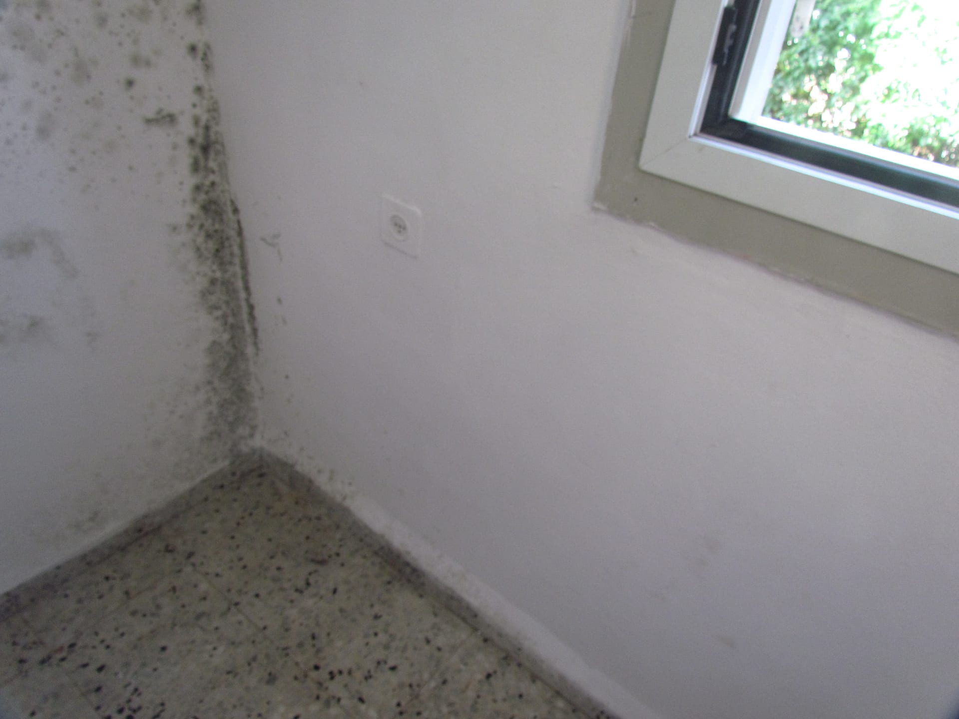Visible mold growth on an interior wall